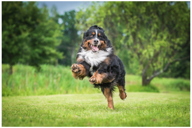 happy dog running in park