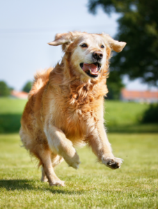 frollicking senior dog