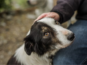 senior dog getting pets