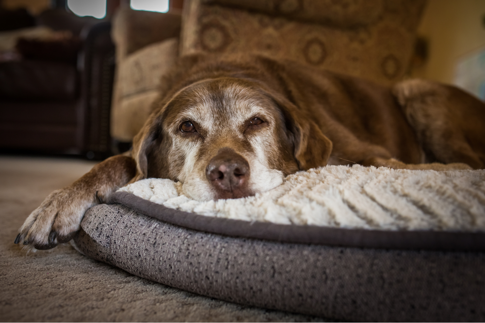 senior dog resting in bed