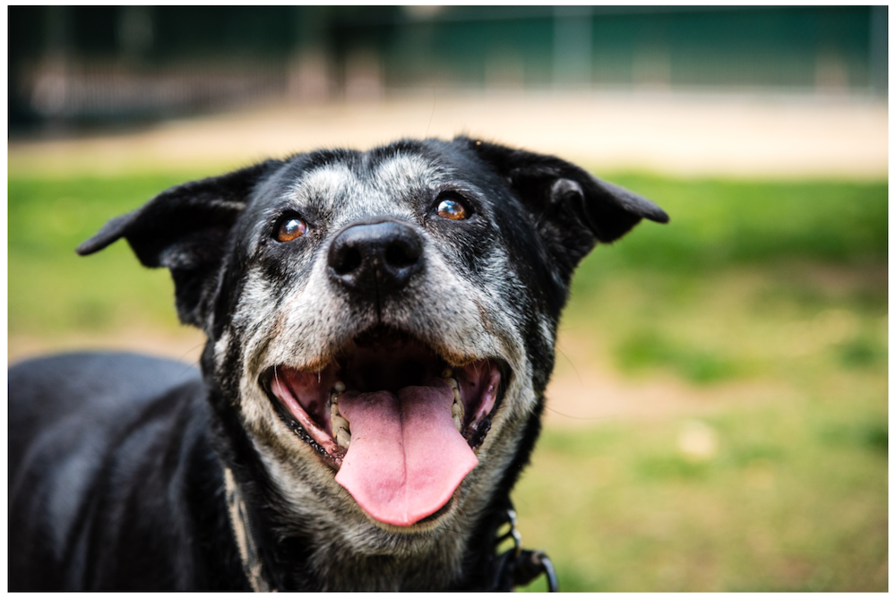 happy senior dog