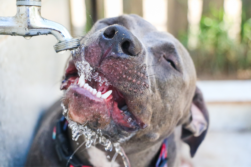 happy hound drinking from spigot