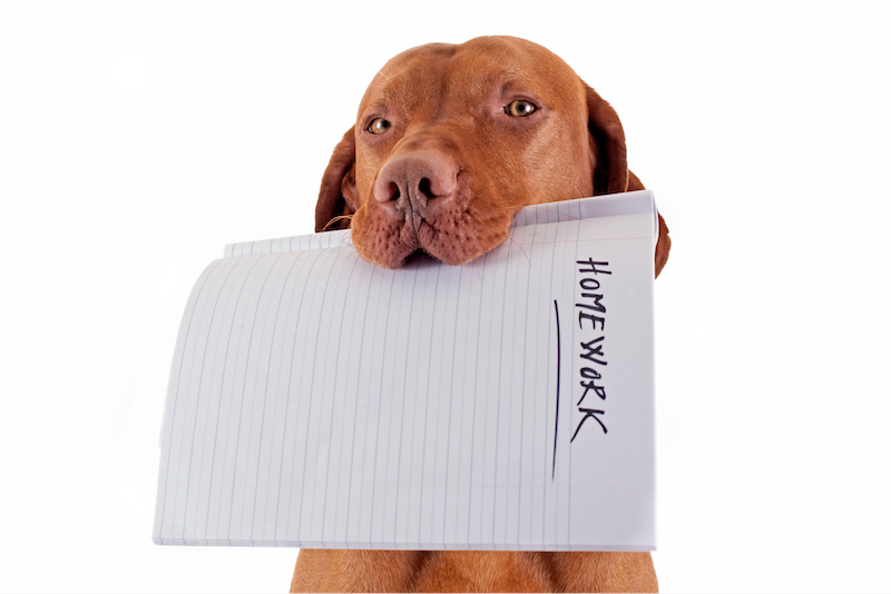 happy hound holding homework in mouth