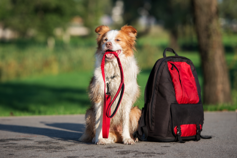 happy hound holding leash in mouth next to backpack