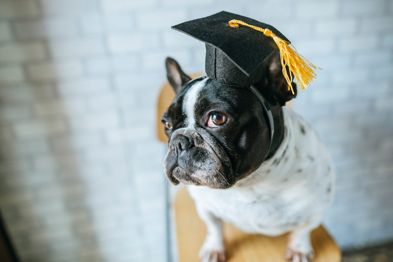 happy hound wearing graduation cap