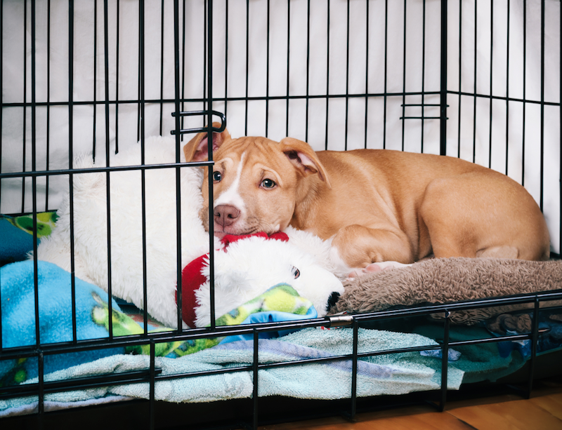 happy hound snuggling toy in crate