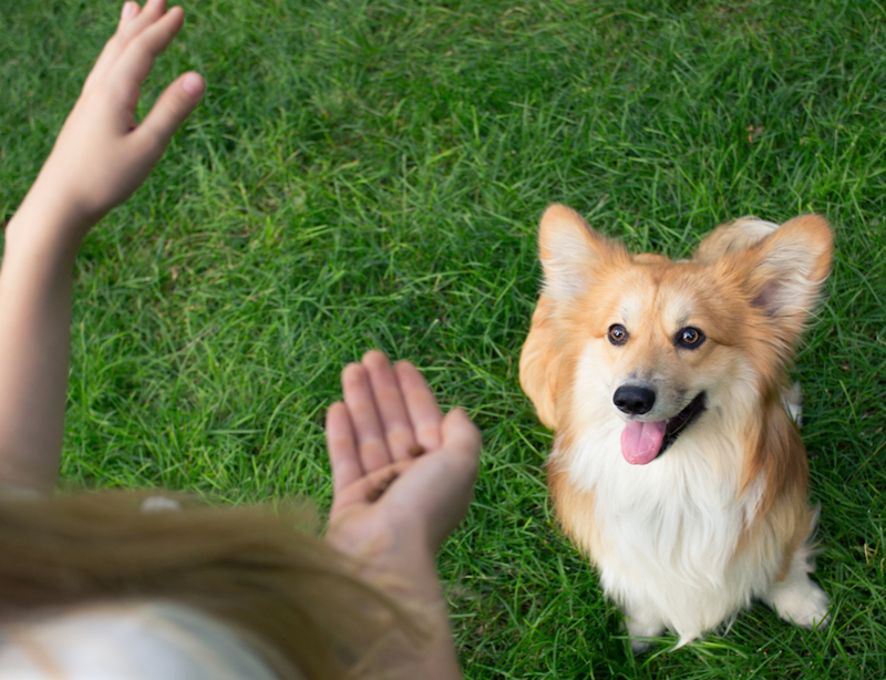 happy hound corgi in training
