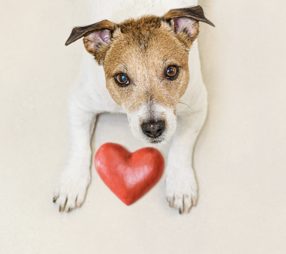 cute dog with heart treat looking up