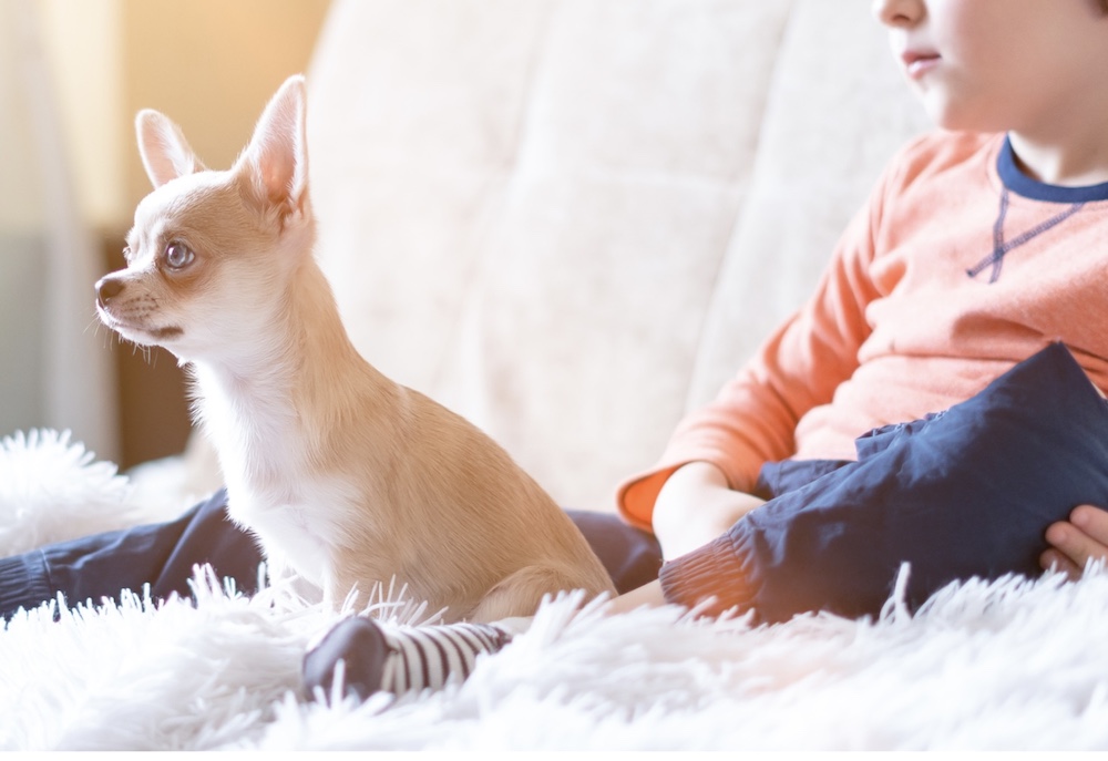 dog and boy watching together