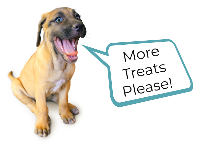 dog begging for more treats