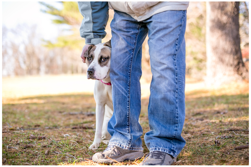 scared dog hiding behind persons legs