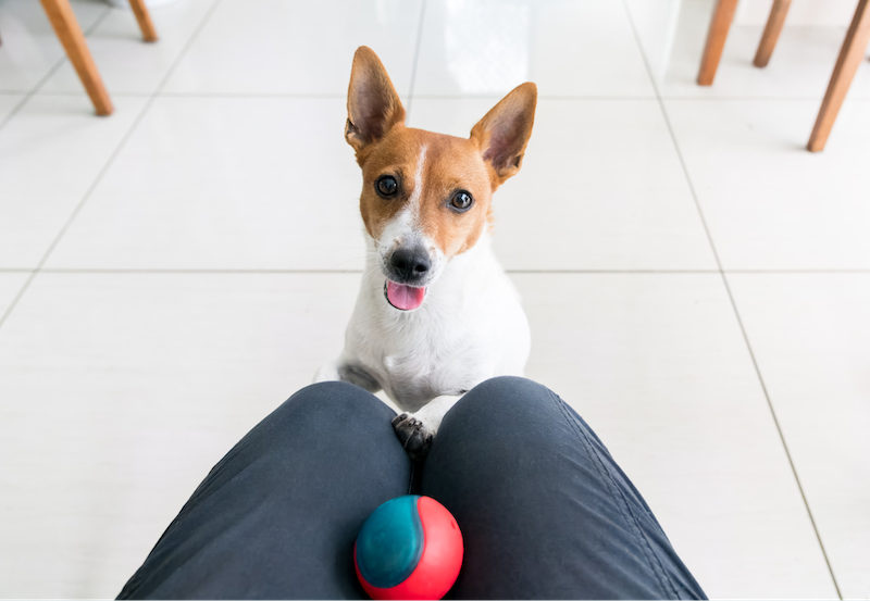 dog waiting for person to throw ball