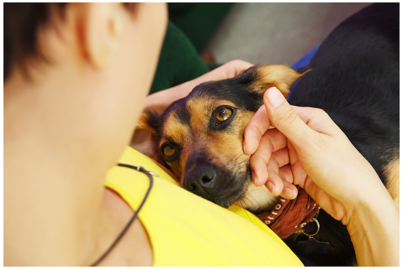 dog lying in persons lap