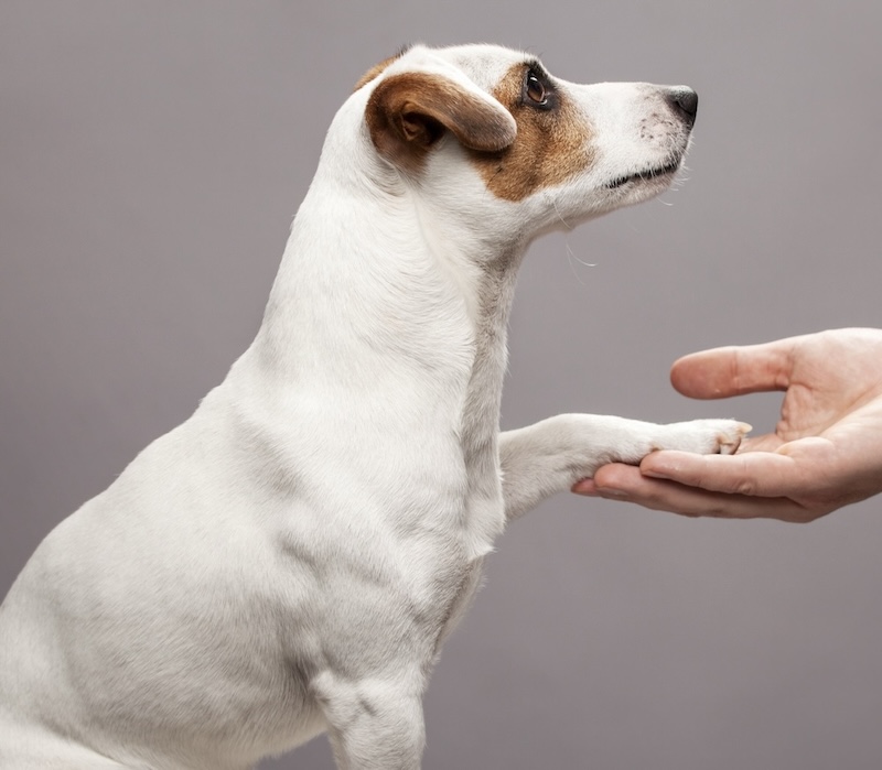 happy hound holding out paw to shake