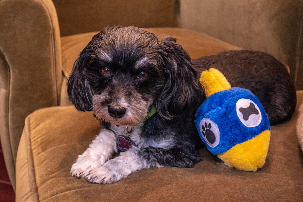 dog with holiday stuffed toy