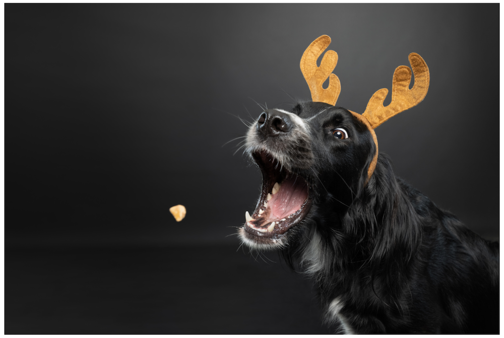 dog with antlers about to catch treat