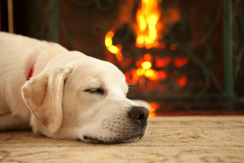happy hound snoozing by the fire