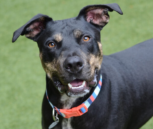 Happy Hound foster Opihi