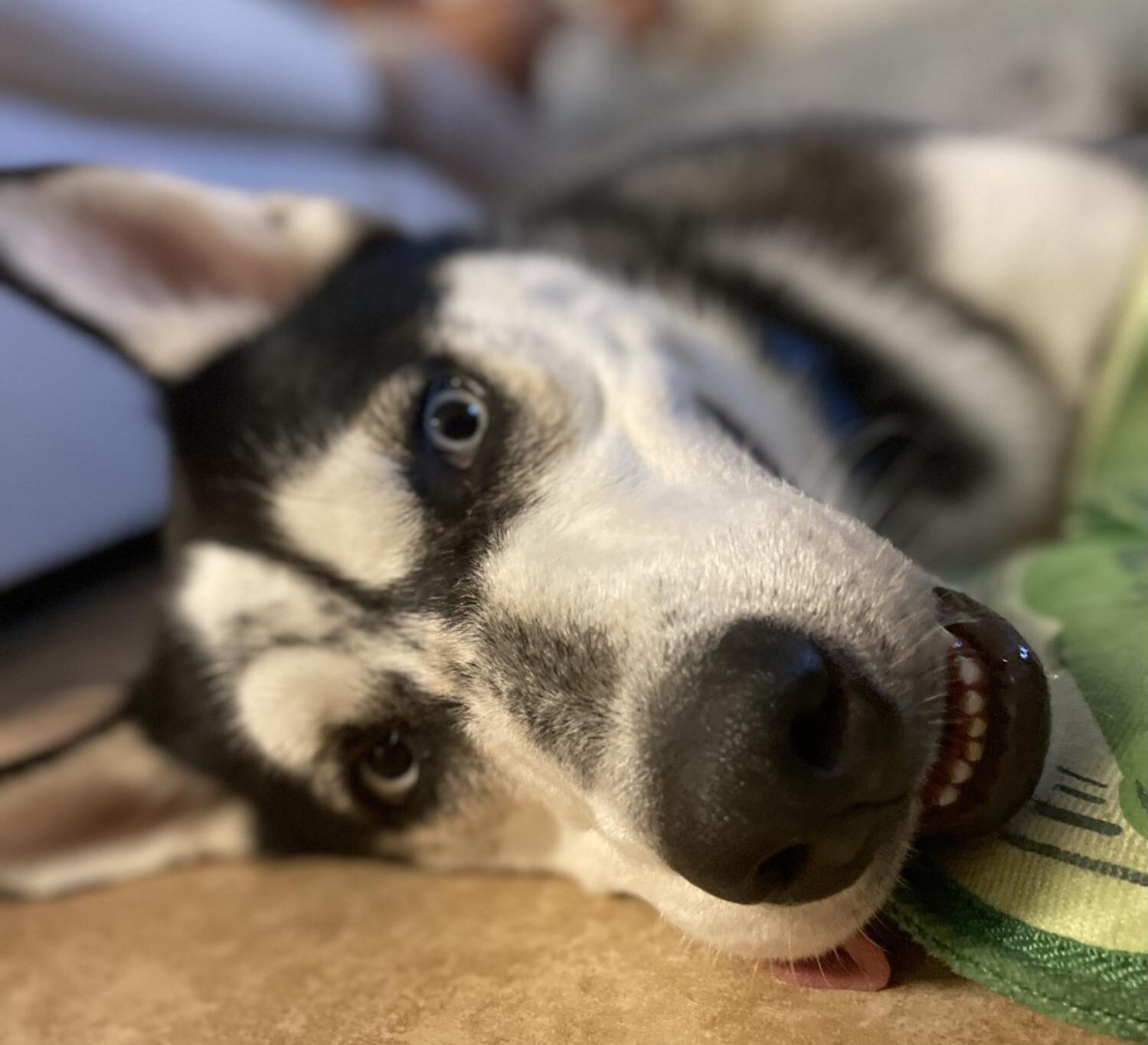 Happy Hound foster Hawke