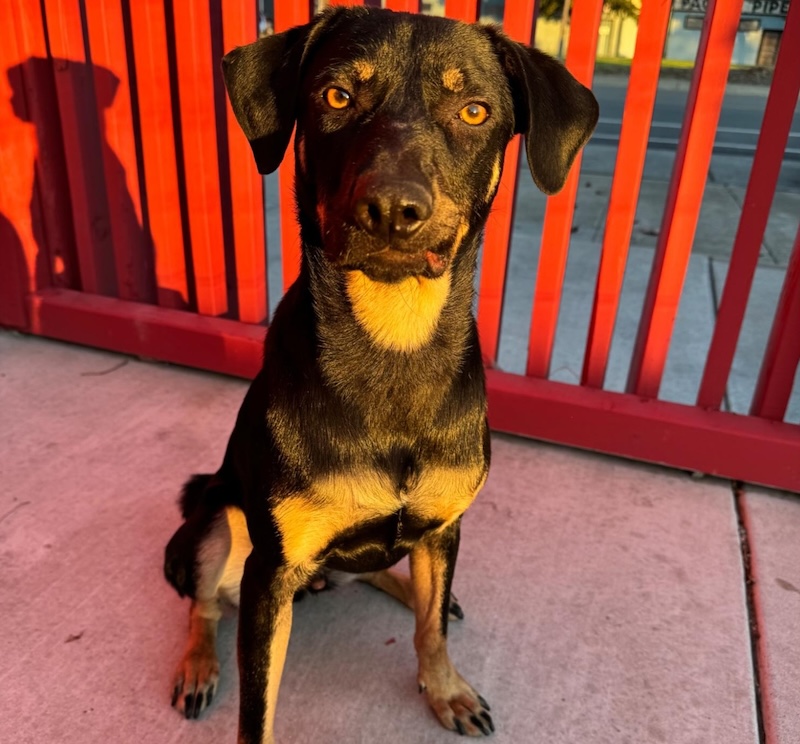 Happy Hound foster Linus