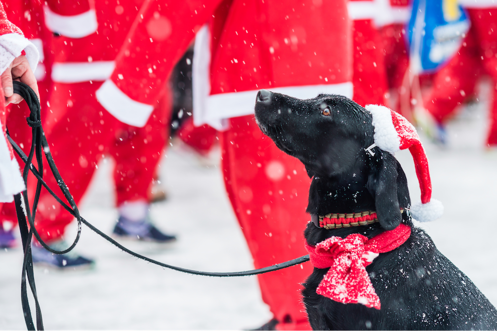 festive dog outside in snow