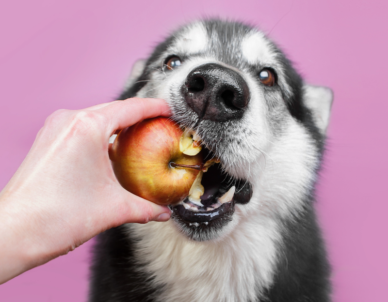 happy hound eating apple