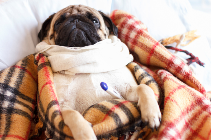 sick dog tucked in blanket with thermometer