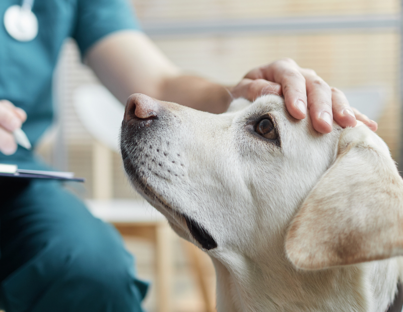 sick dog with vet