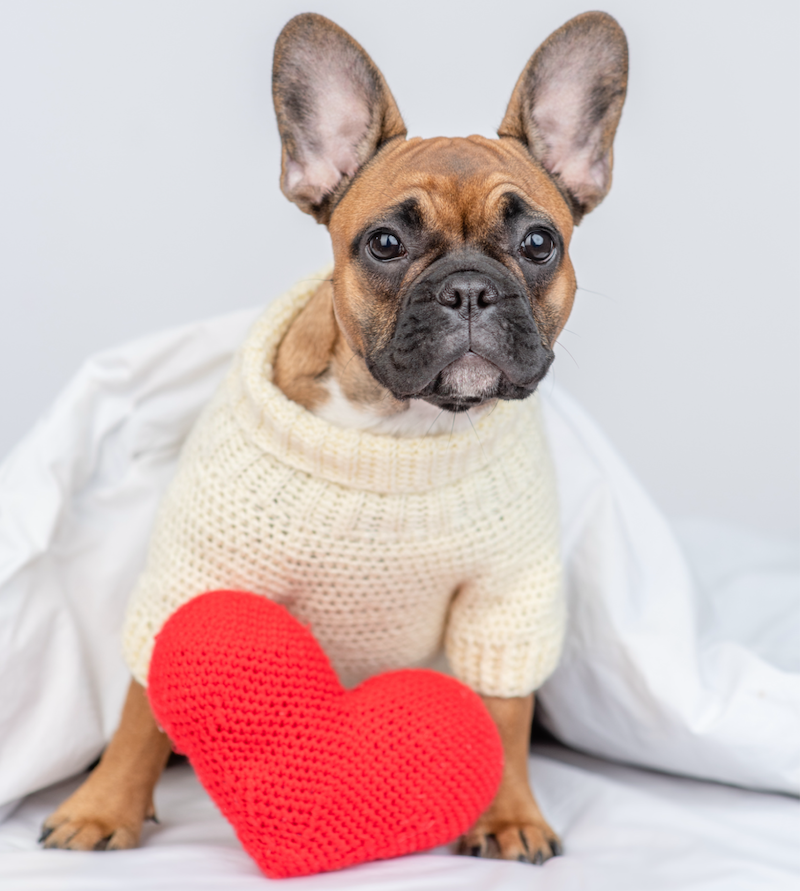happy hound in a sweater with a heart