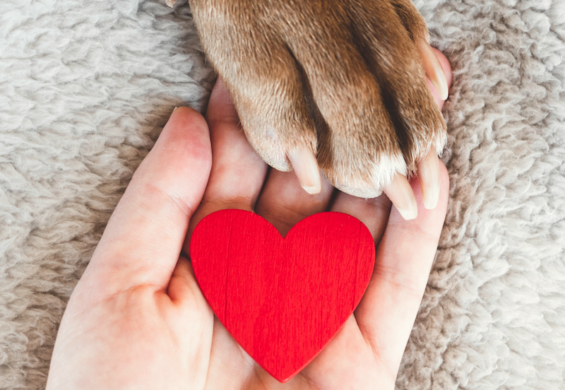 happy hound and human paws hold heart