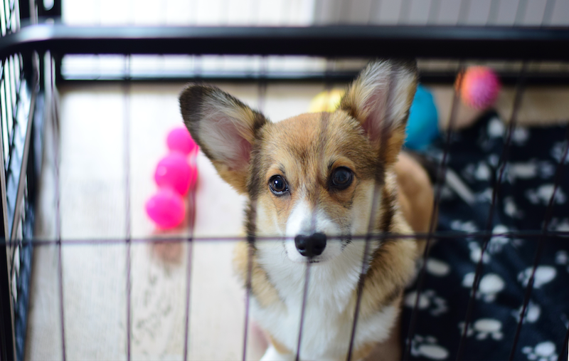 happy hound looking through crate