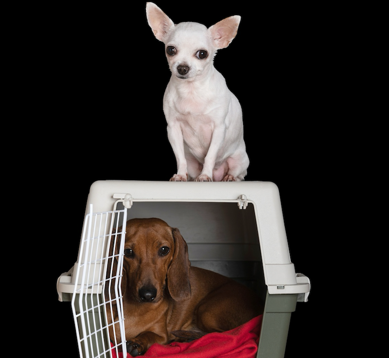 happy hounds on crate