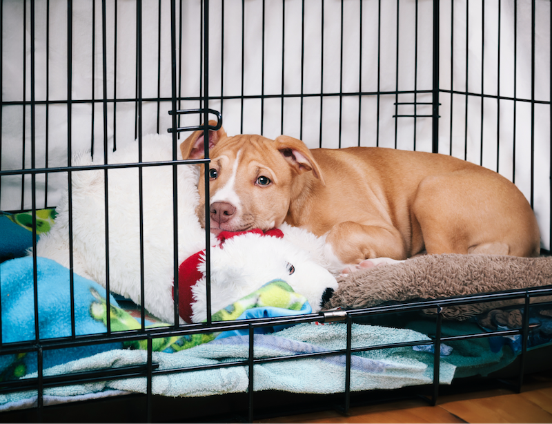happy hounds snuggling on crate