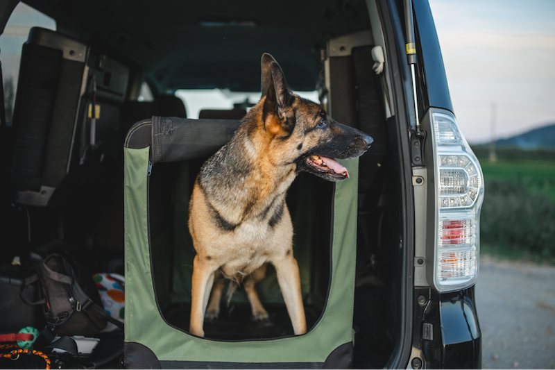 happy hound in car crate