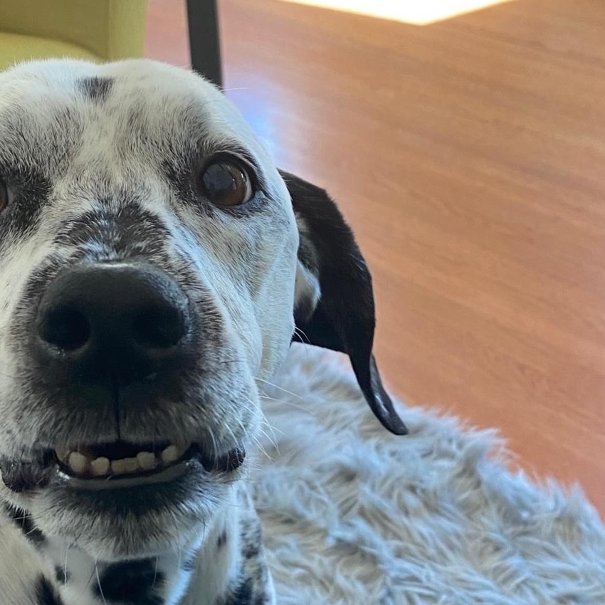 attentive happy hound