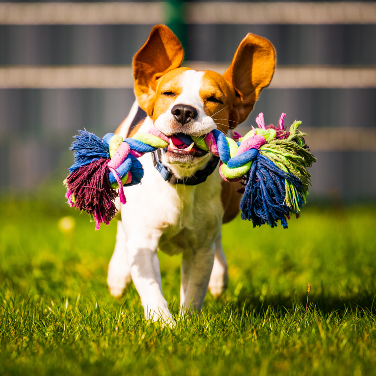 happy hound with rope toy