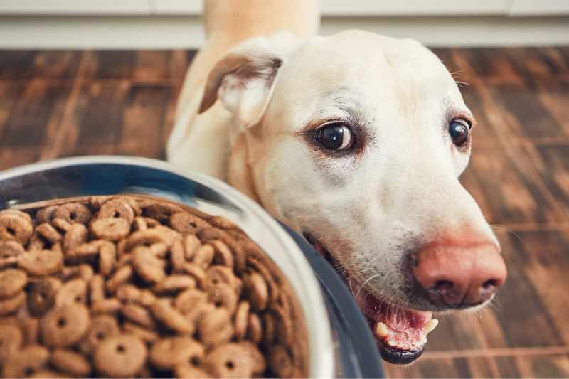 happy hound happy about kibble