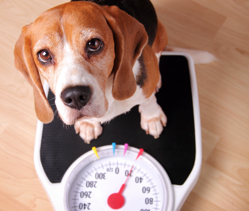 happy hound standing on a scale