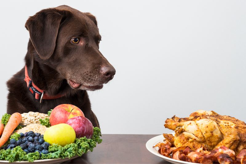 happy hound eyeing fried meat instead of vegetables