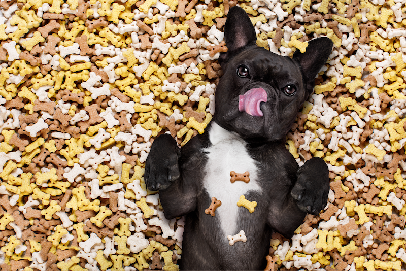 happy hound lying in a pile of treats