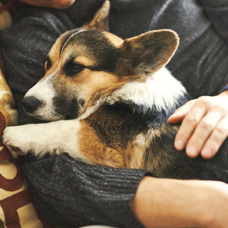 happy hound snuggling person