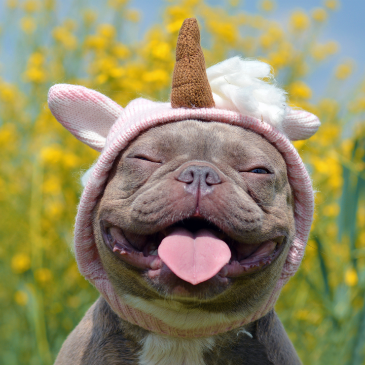 happy hound unicorn cross