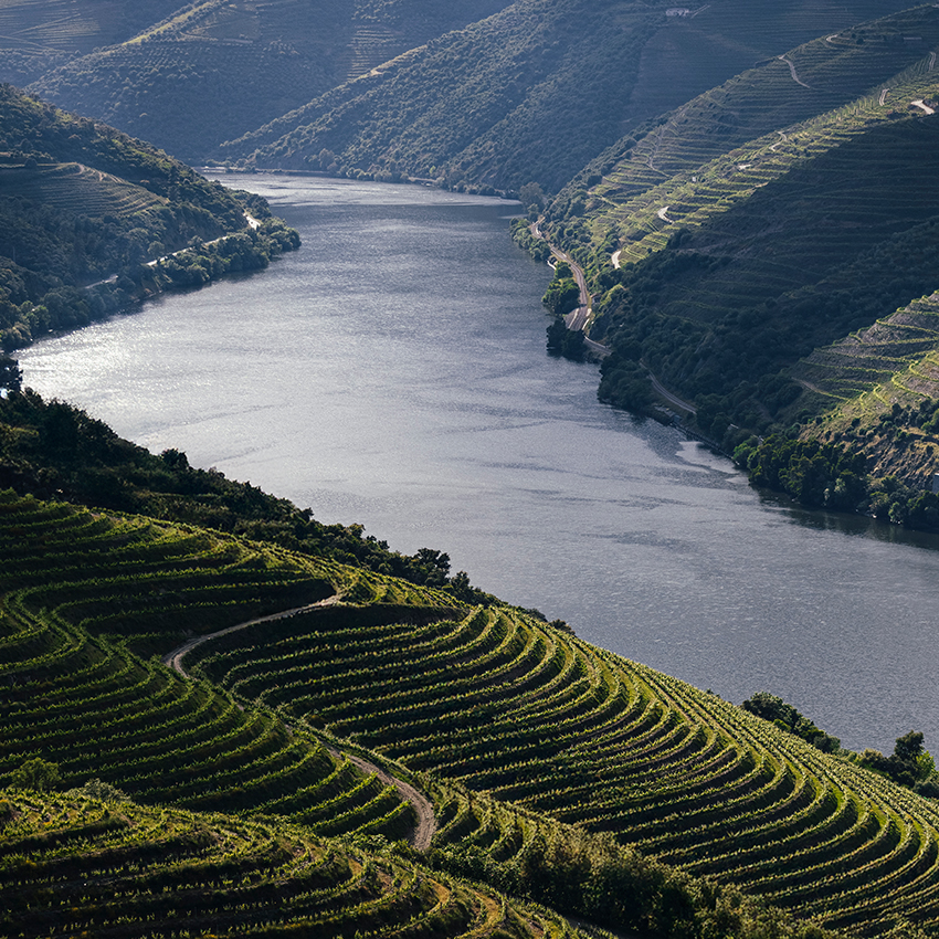 A Curated Collection of Portugal’s Best Wines