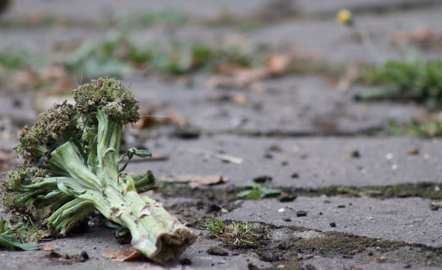 Reducing Food Waste in Corporate Meals