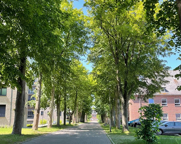 Die Lindenallee auf der Carlshöhe Richtung Atelierhaus 60, Ort des Naku e.V.