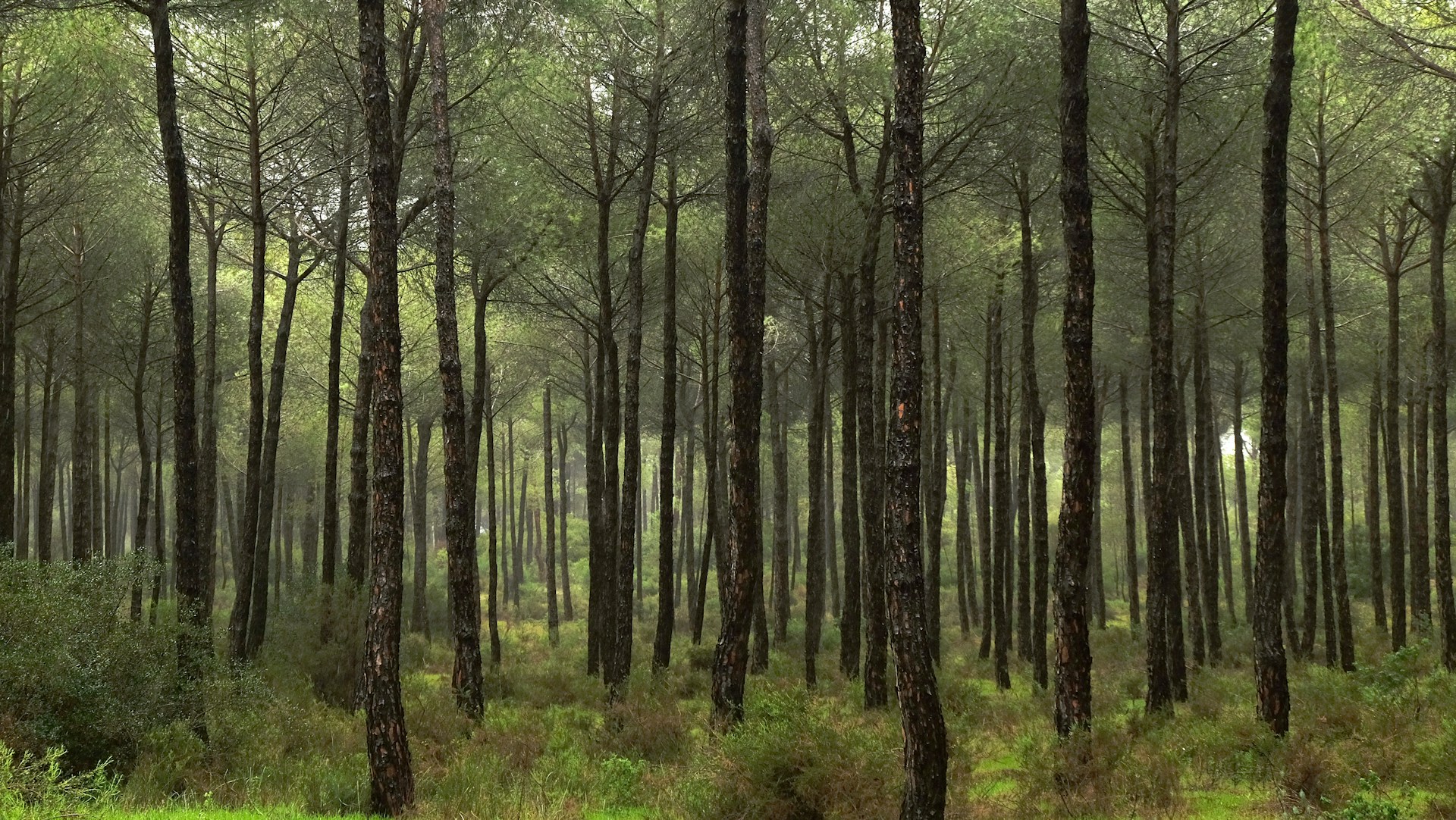 Doñana National Park | Photo by Steve West on Unsplash