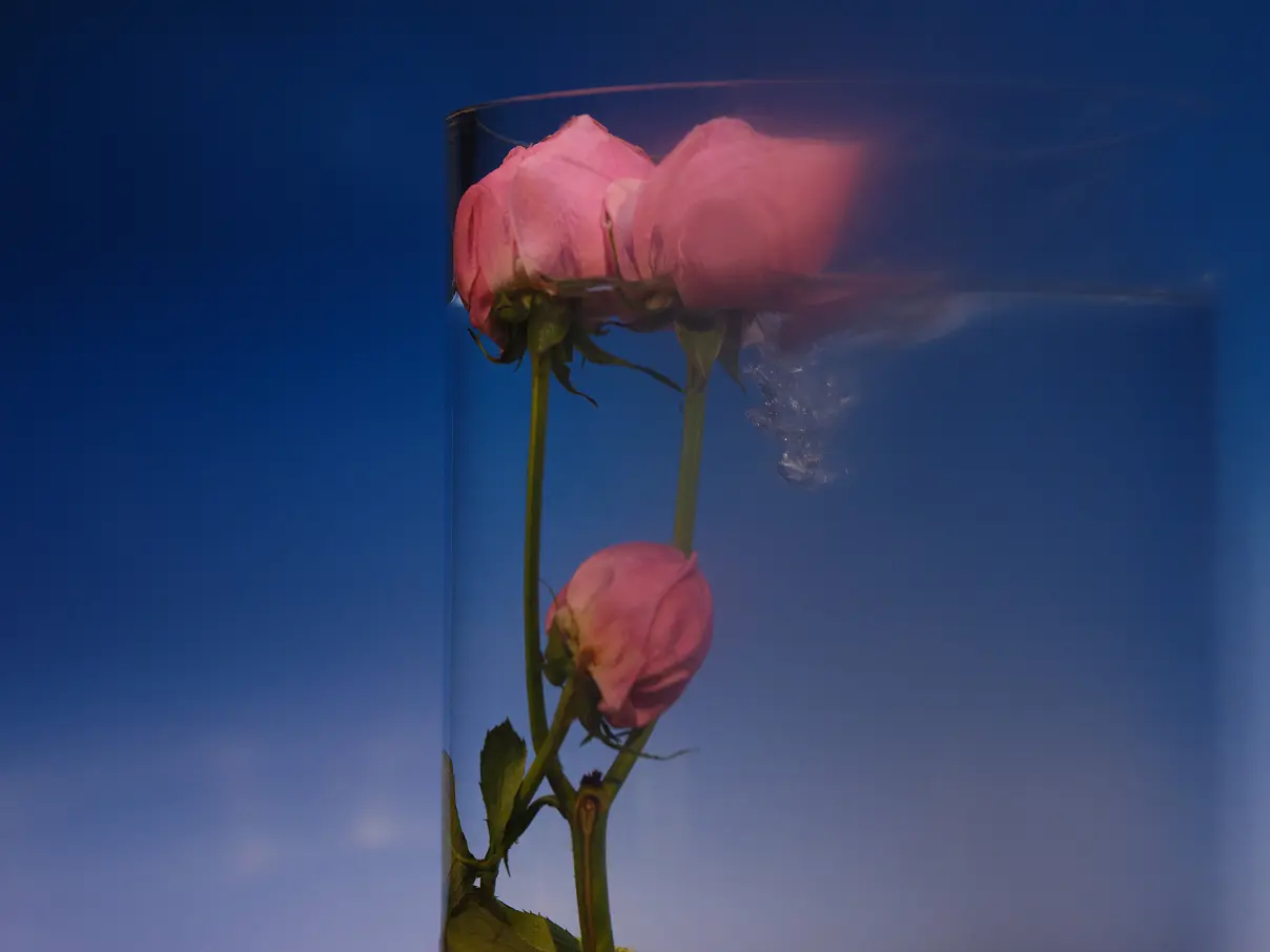 Product shot of 3 pink roses.