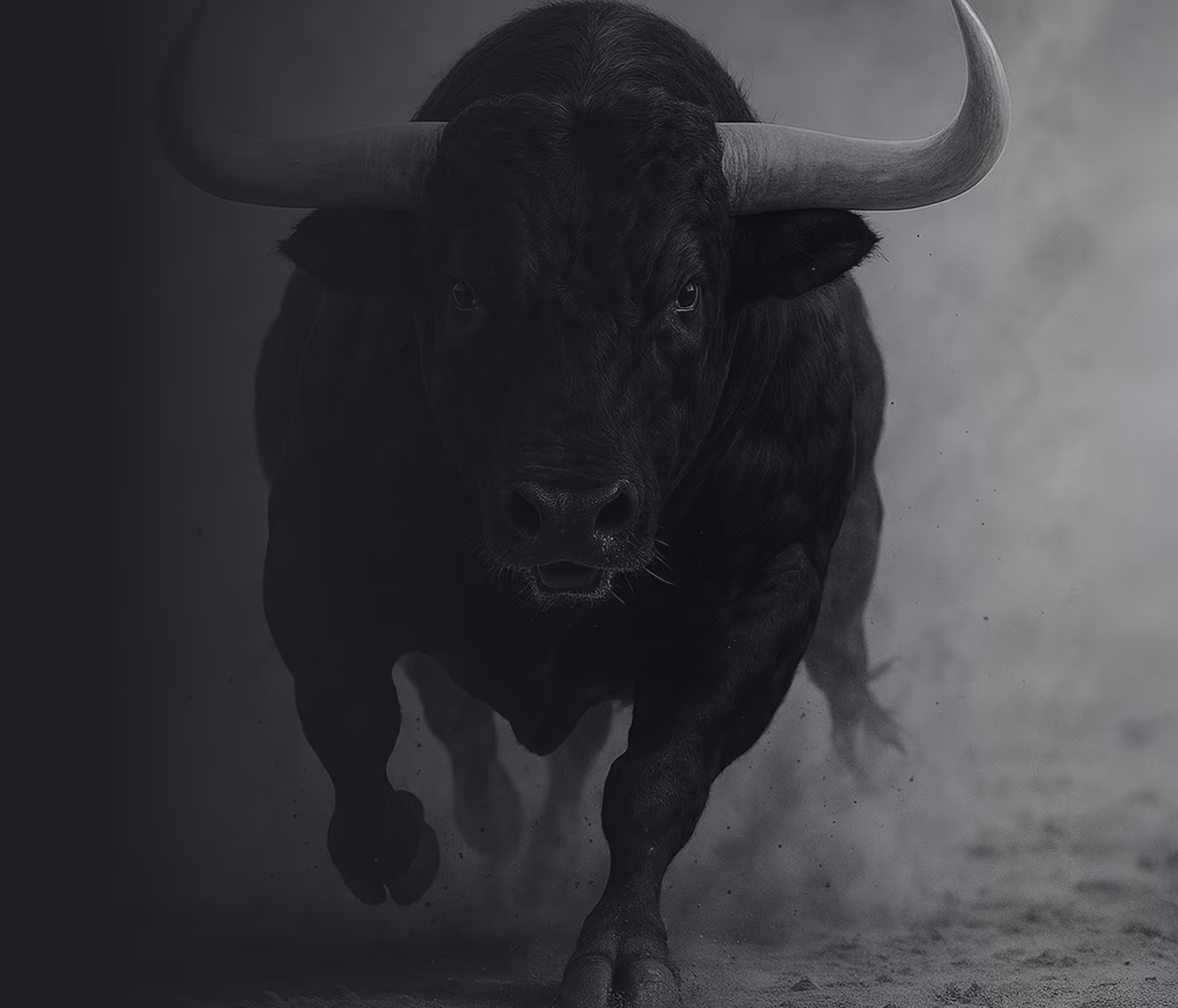 Ein Bild von einem auf die Kamera zulaufenden Ochsen