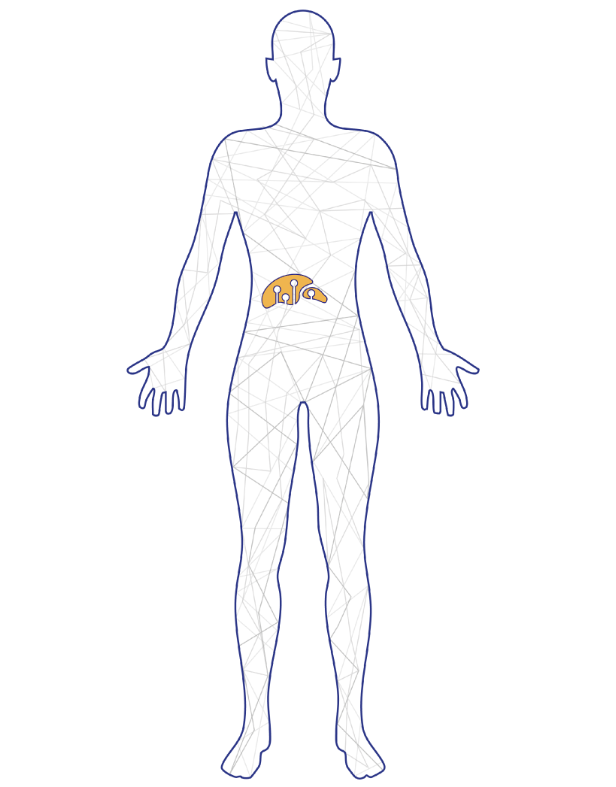 An illustration of a human with his liver and a therapy targeting the liver.