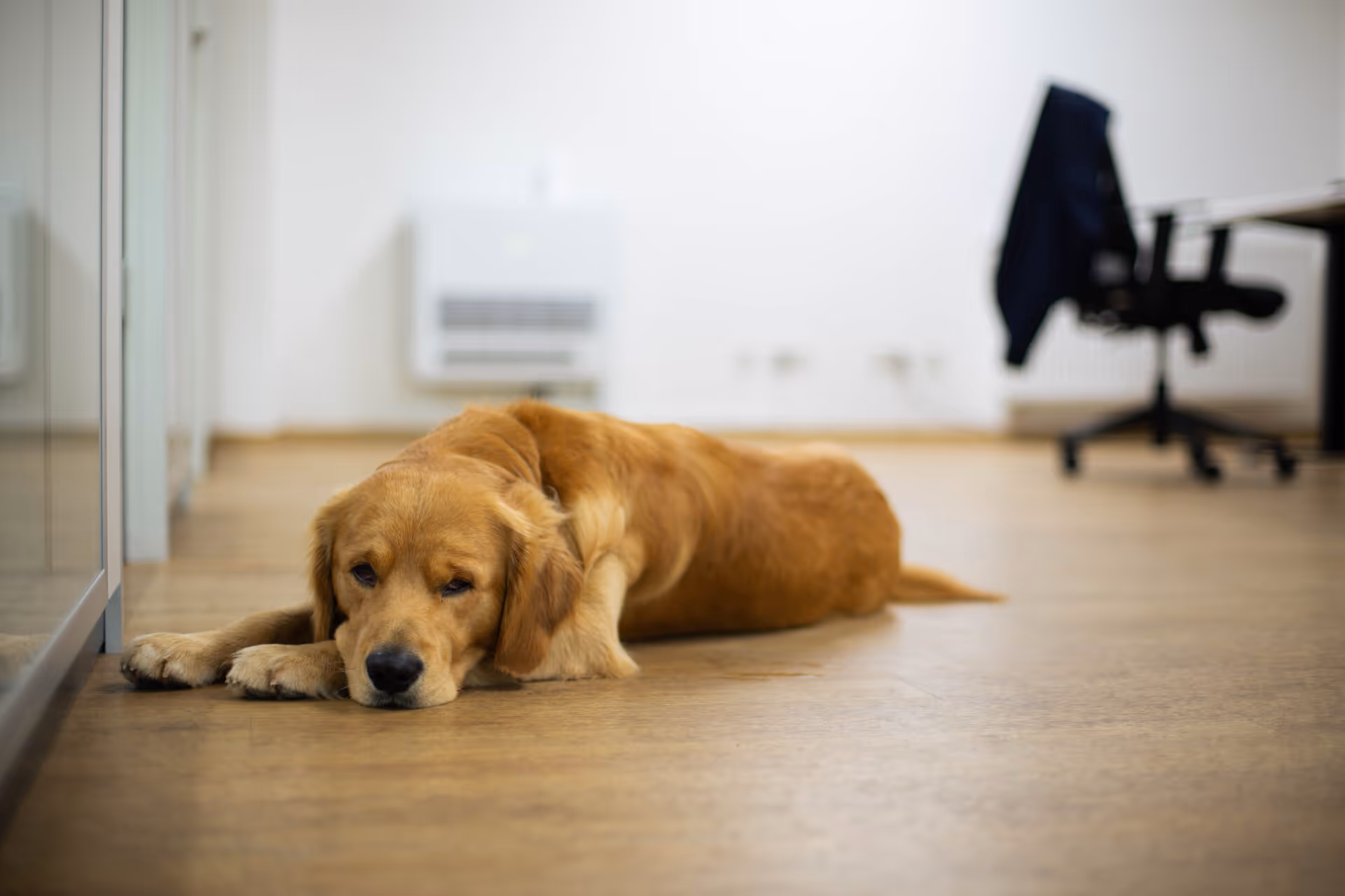 Bürohund Alfredo liegt auf dem Boden. 